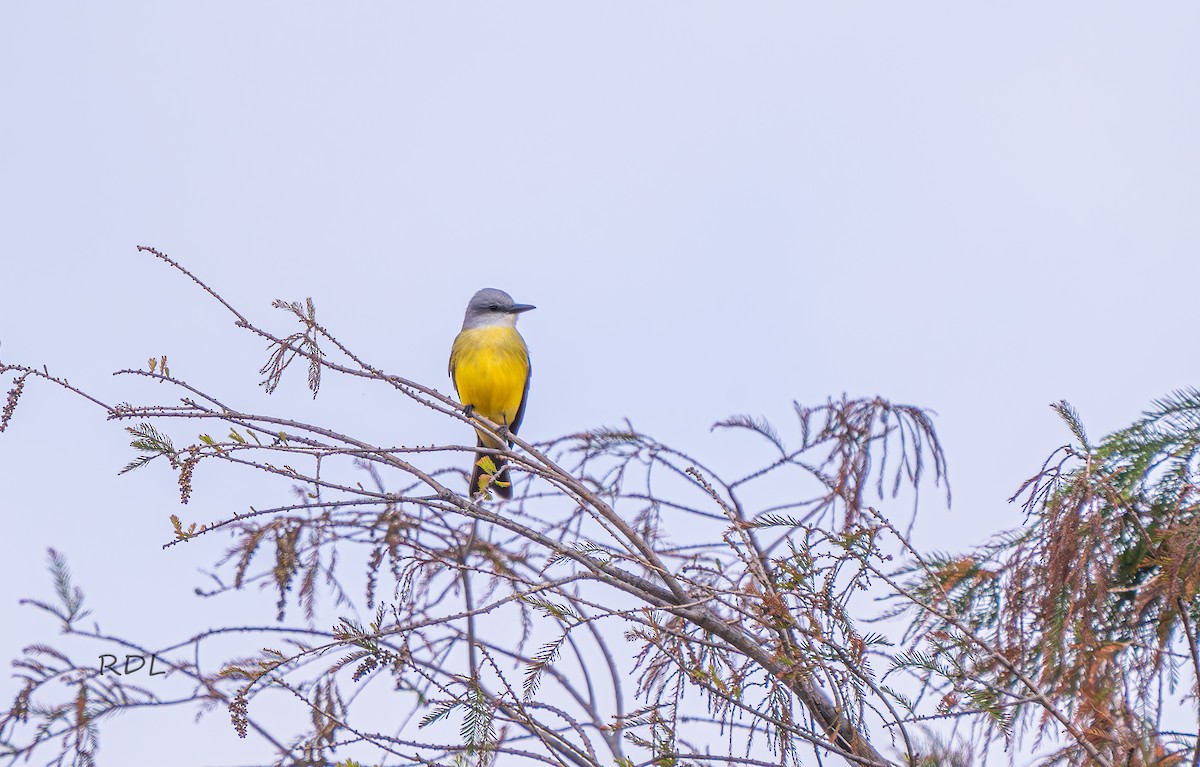 Tropical/Couch's Kingbird - ML628530236