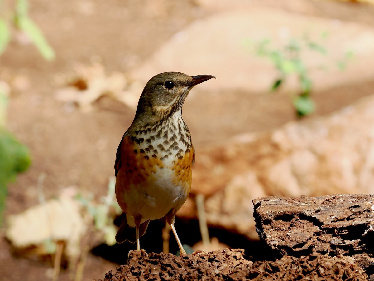 Gray-backed Thrush - ML628530268