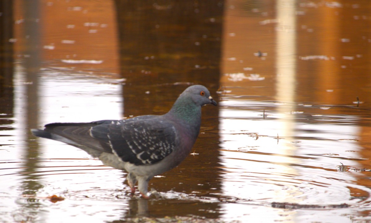 Rock Pigeon (Feral Pigeon) - Hilary Dickson