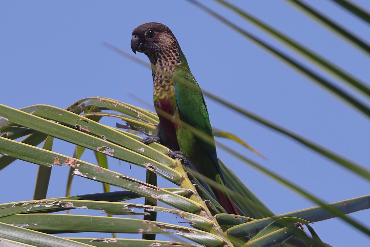 pyrura paráský (ssp. snethlageae) - ML628530345