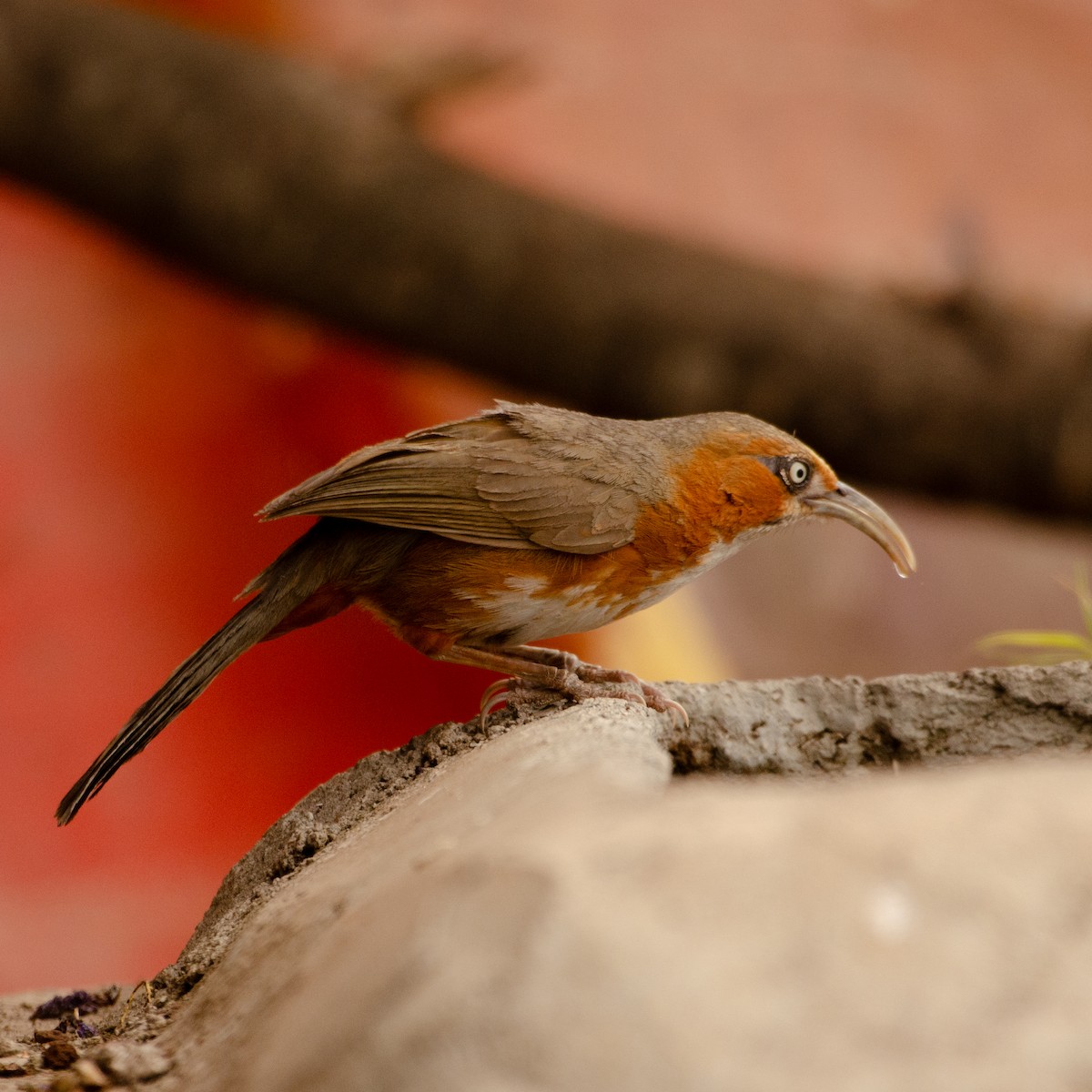 Rusty-cheeked Scimitar-Babbler - ML628530456