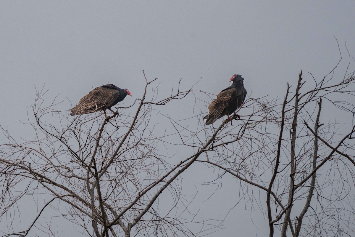 Turkey Vulture - ML628530564