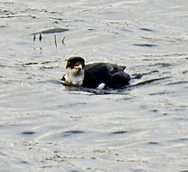 Thick-billed Murre - ML628530607