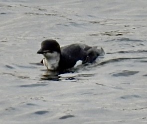 Thick-billed Murre - ML628530609