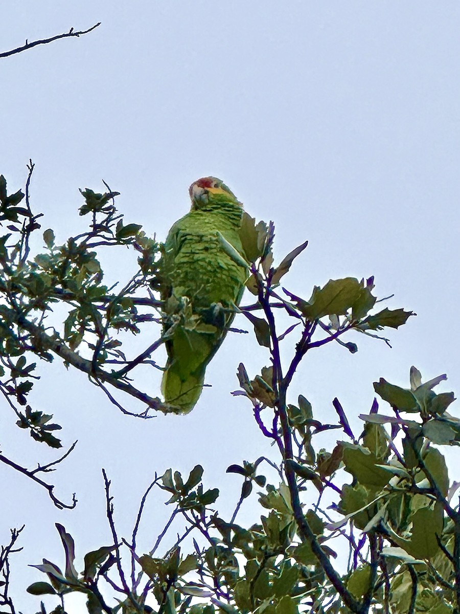 Red-lored Amazon - ML628530623