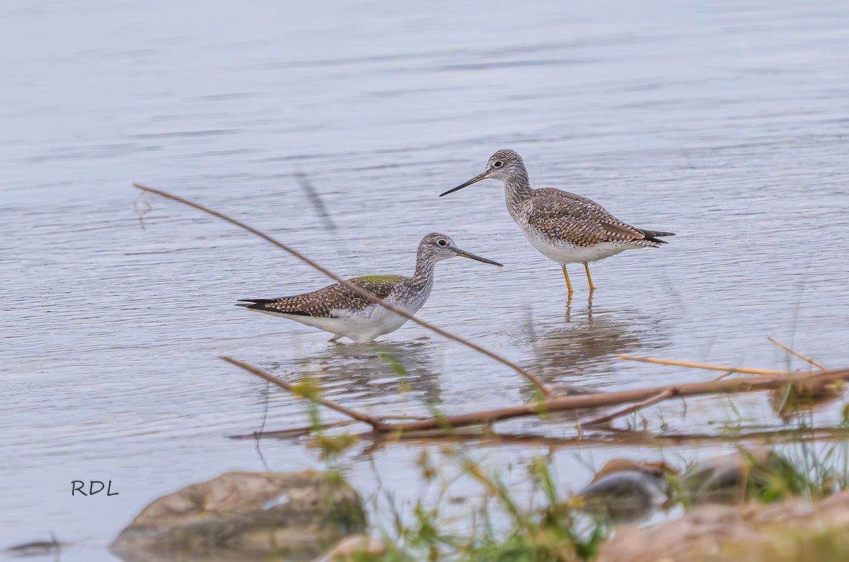 Greater Yellowlegs - ML628530666