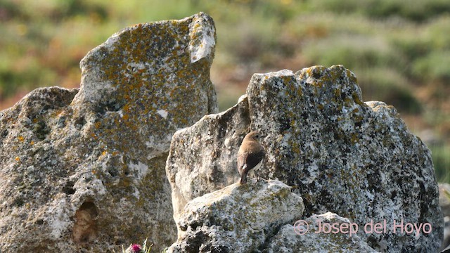 Western Black-eared Wheatear - ML628530668