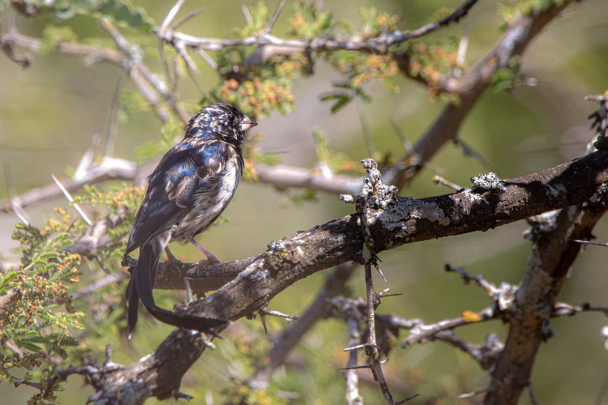 Steel-blue Whydah - ML628530669