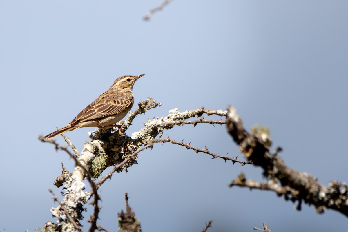 Pipit à long bec - ML628530671