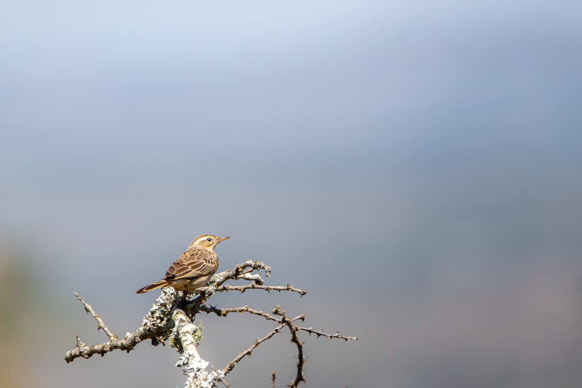 Pipit à long bec - ML628530672