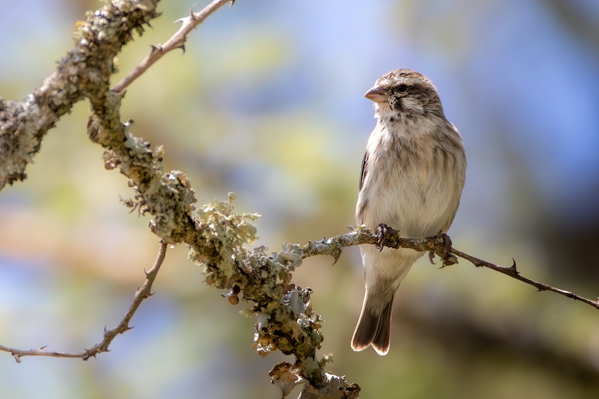 Serin de Reichenow - ML628530684