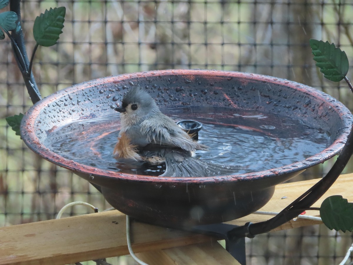 Tufted Titmouse - ML628530731