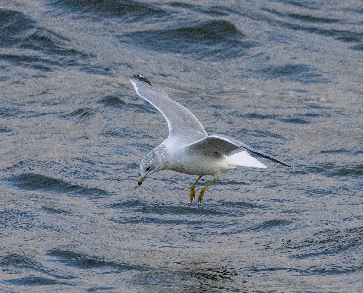 Ring-billed Gull - ML628531161