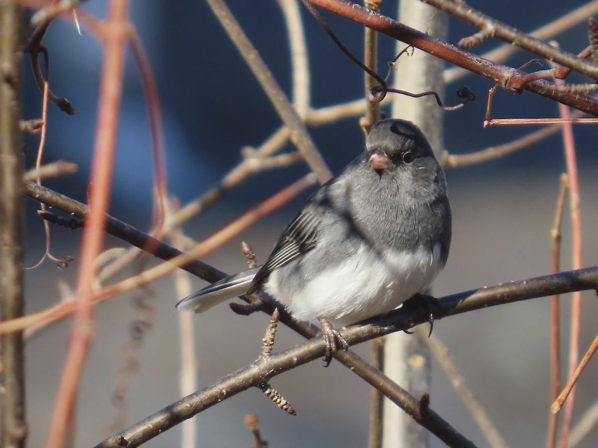 Dark-eyed Junco - Nadia Wilkins