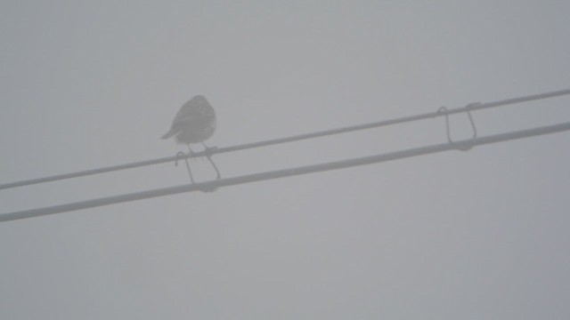 ウスベニタヒバリ - ML628531531