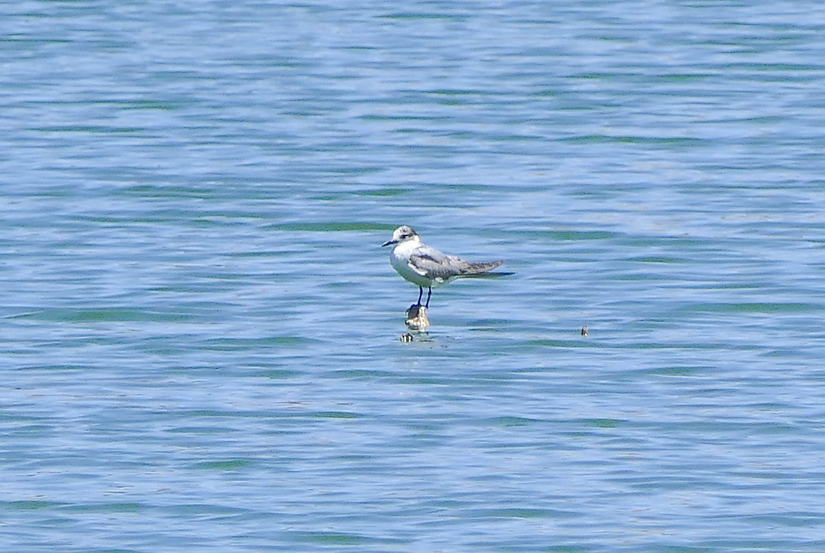 Whiskered Tern - ML628531612
