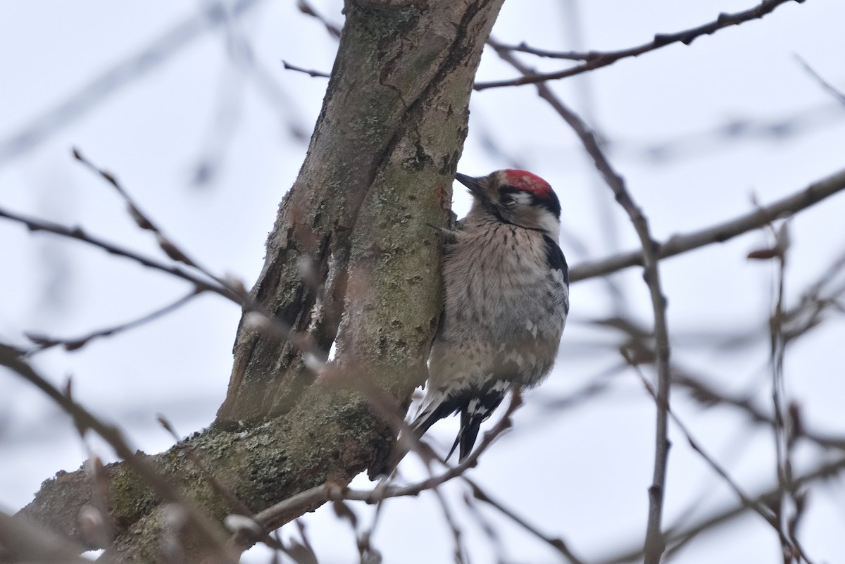 Lesser Spotted Woodpecker - ML628531728