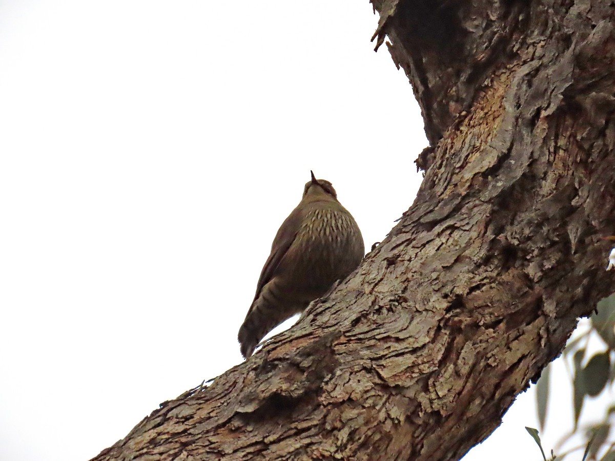 Brown Treecreeper - ML628531855
