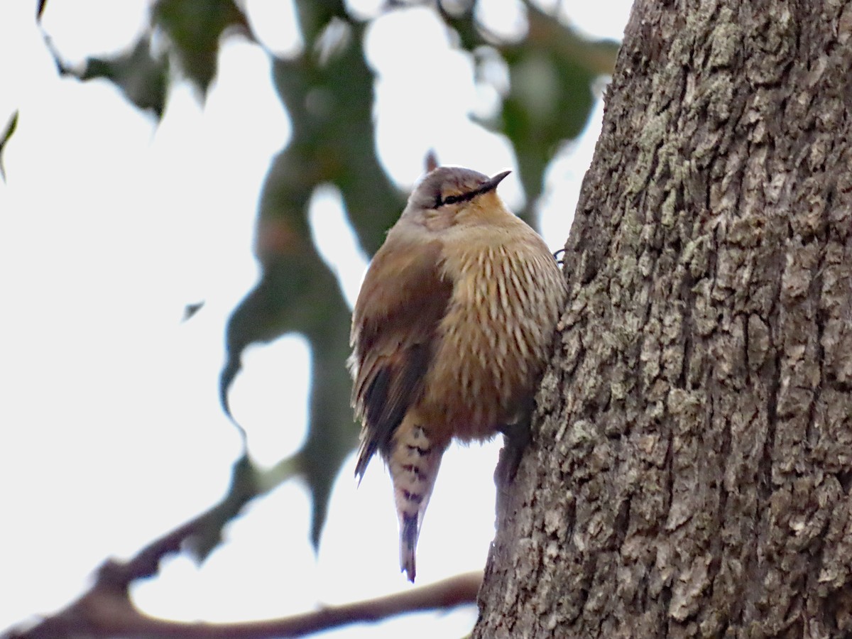 Brown Treecreeper - ML628531860