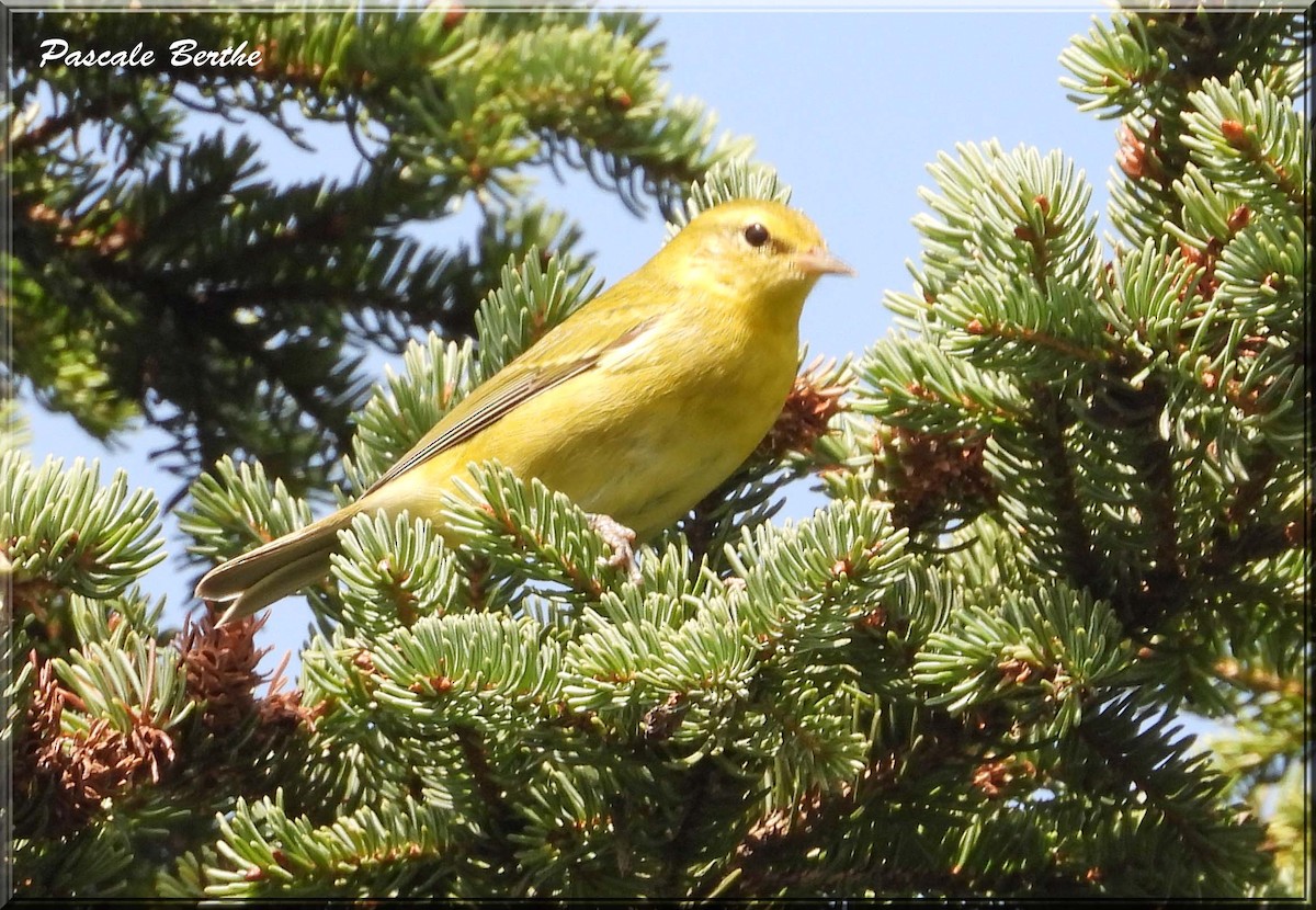 Tennessee Warbler - ML628532311