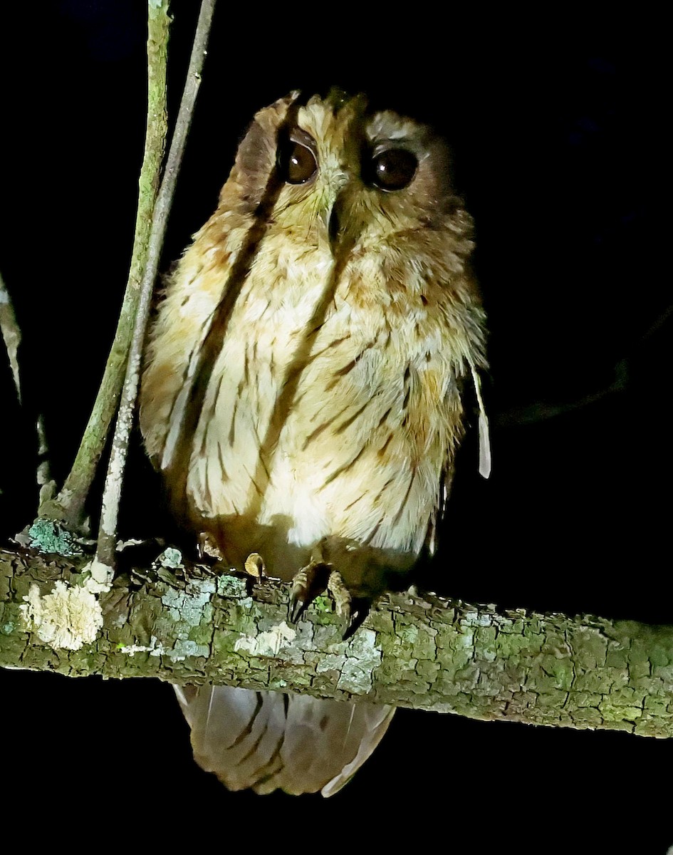 Bare-legged Owl - ML628532391