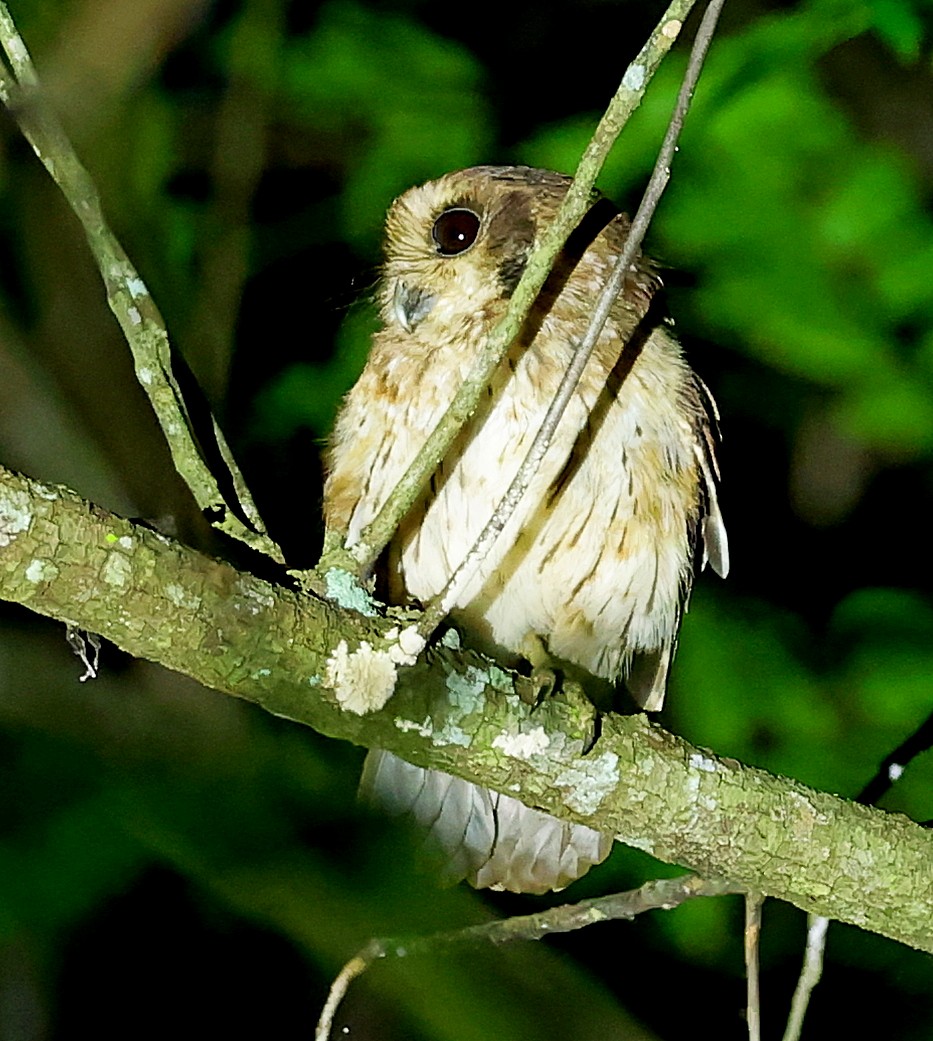 Bare-legged Owl - ML628532392