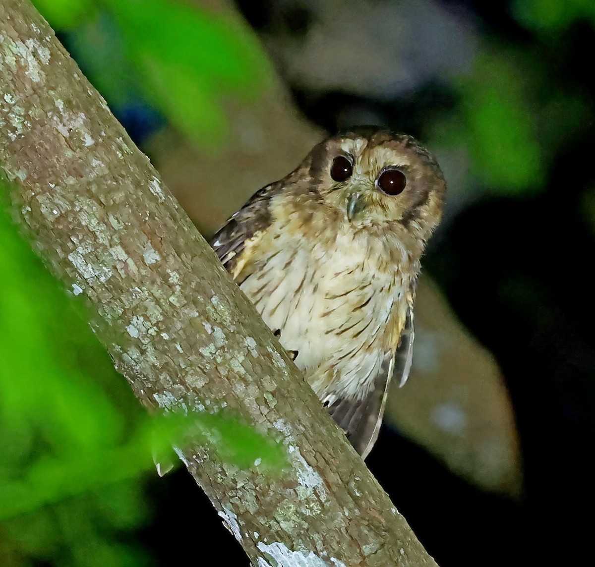 Bare-legged Owl - ML628532397