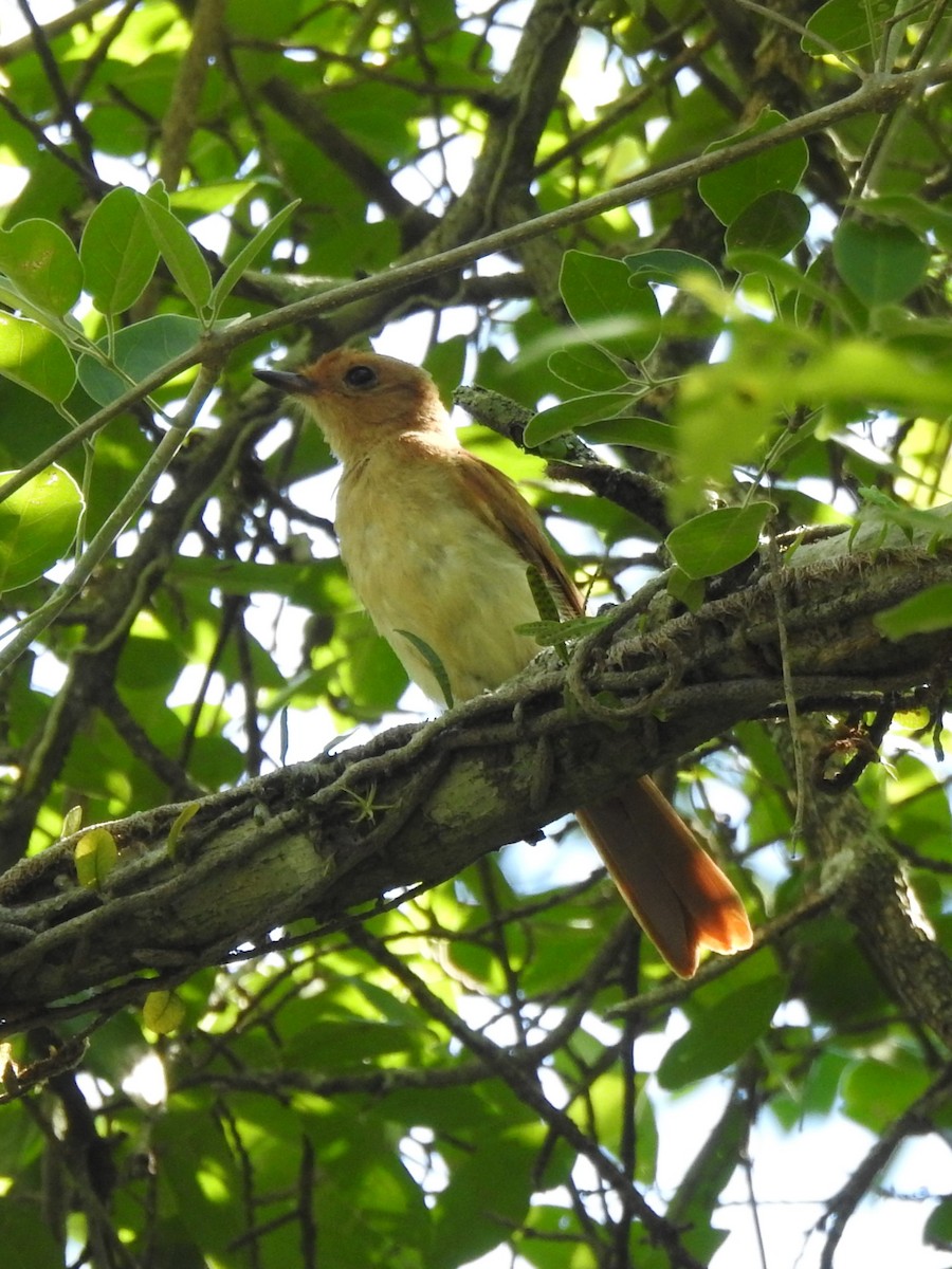 Kızıl Casiornis - ML628532425