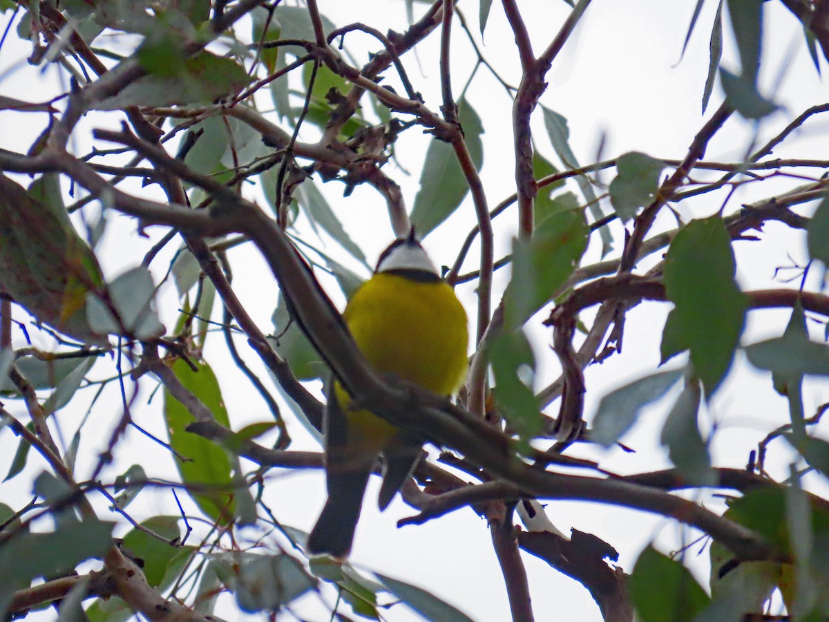 Golden Whistler (Eastern) - ML628532428