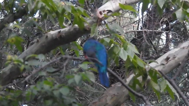 Eared Quetzal - ML628532656