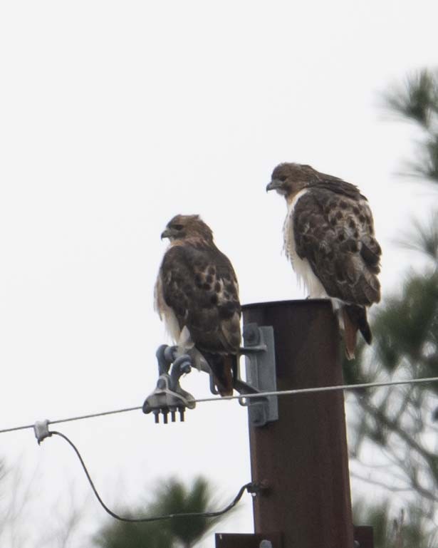 Red-tailed Hawk - ML628532865