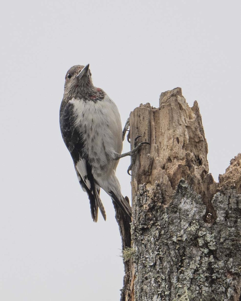 Red-headed Woodpecker - ML628532887