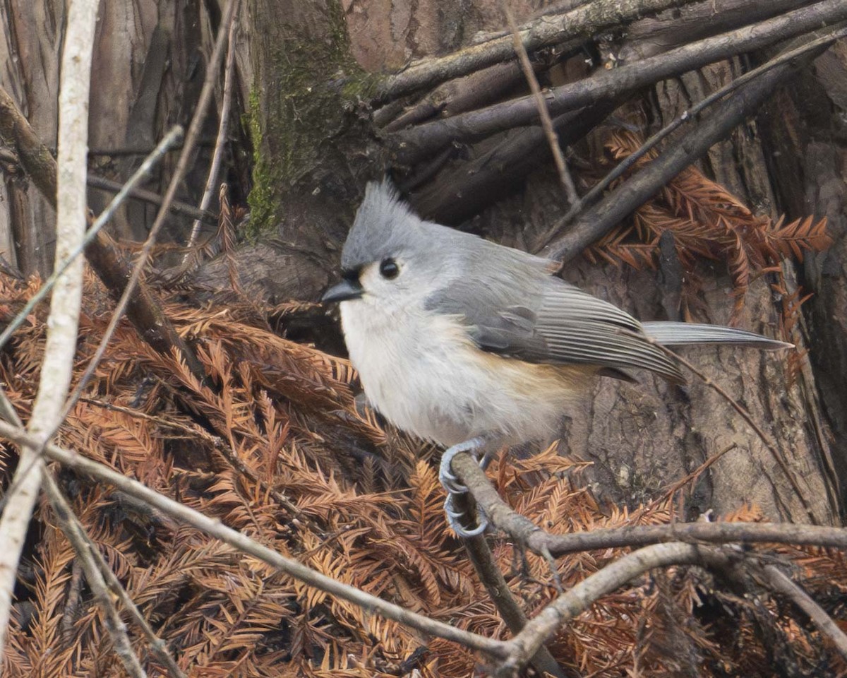 Tufted Titmouse - ML628532899