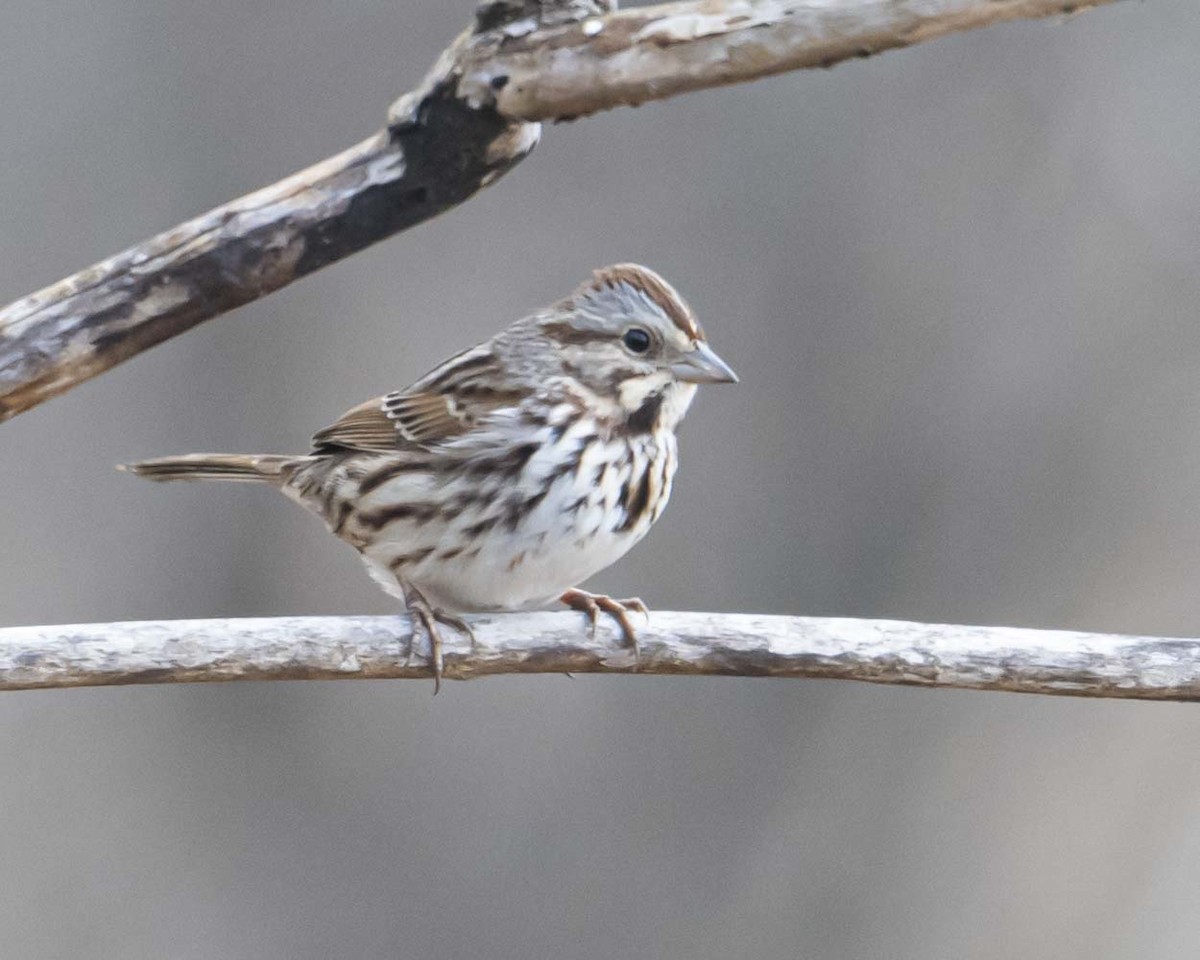 Song Sparrow - ML628532967