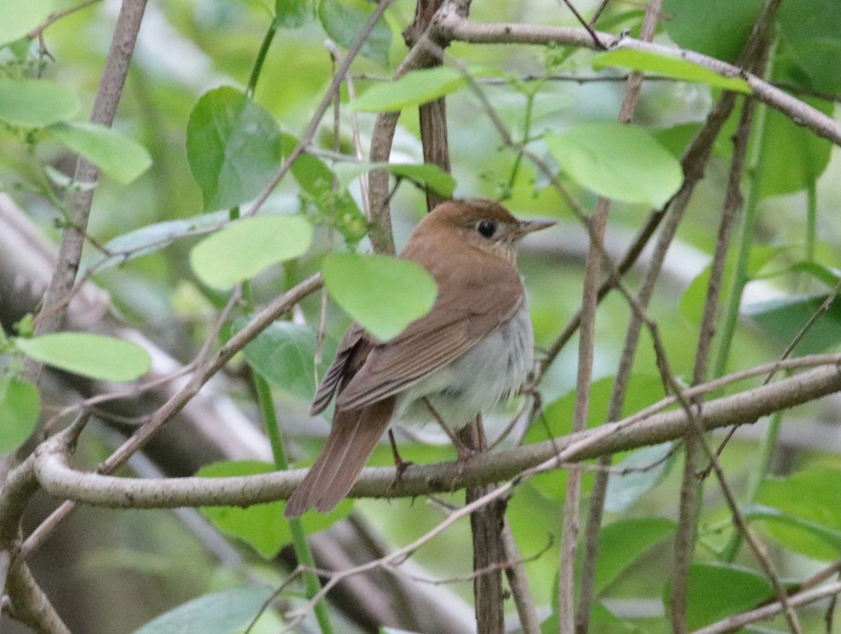 Veery - ML628532990