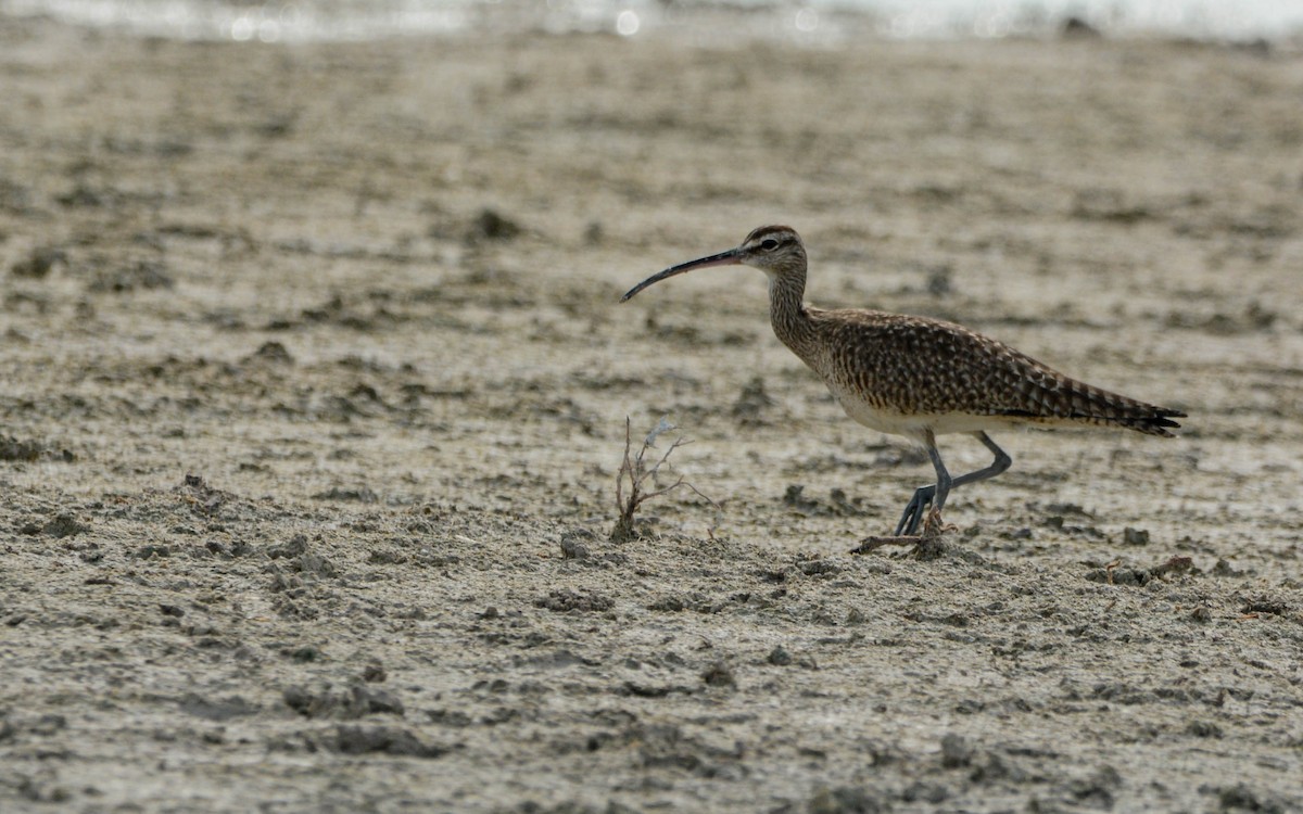 Hudsonian Whimbrel - ML628533040