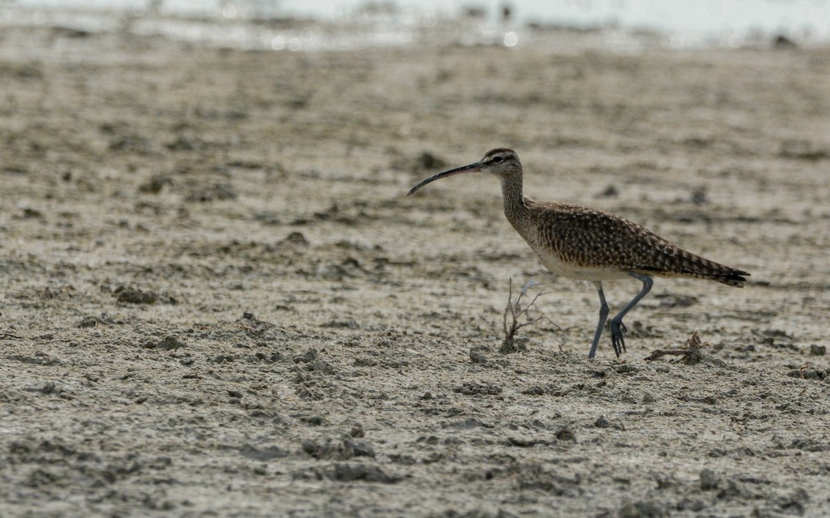 Hudsonian Whimbrel - ML628533041