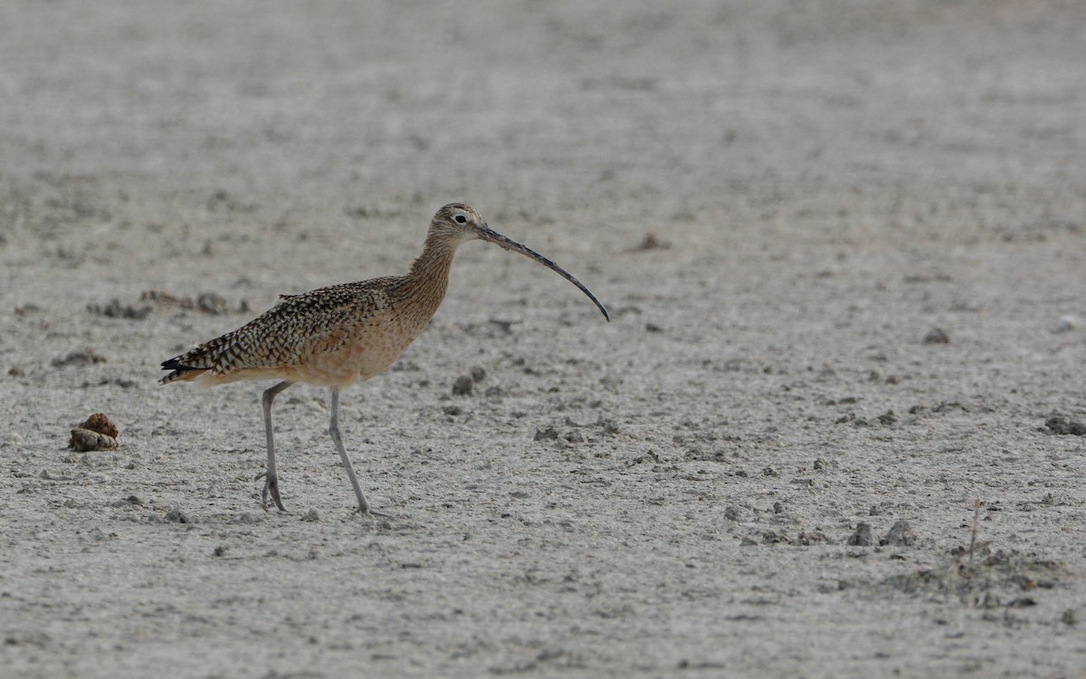 Long-billed Curlew - ML628533049