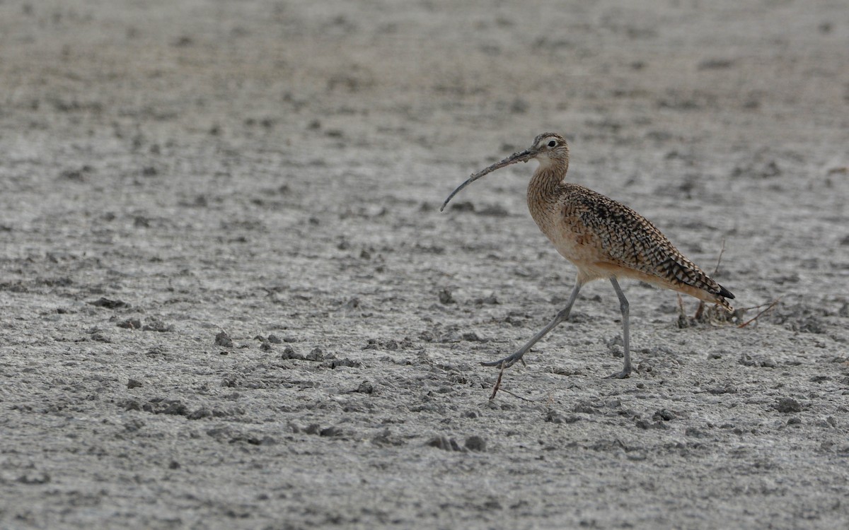 Long-billed Curlew - ML628533050