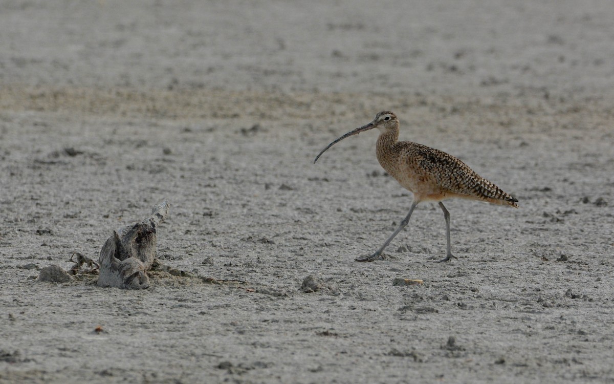 Long-billed Curlew - ML628533051