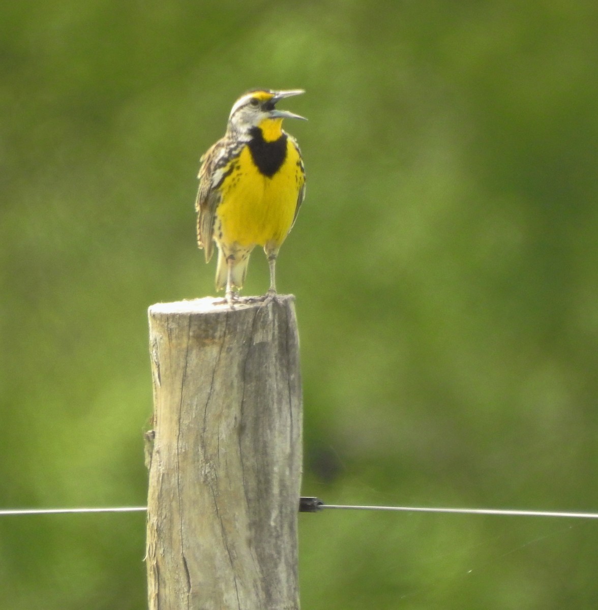Eastern Meadowlark - ML628533067