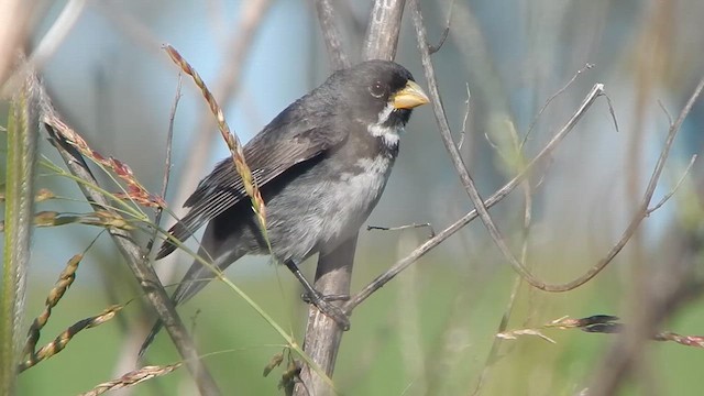 Double-collared Seedeater - ML628533285