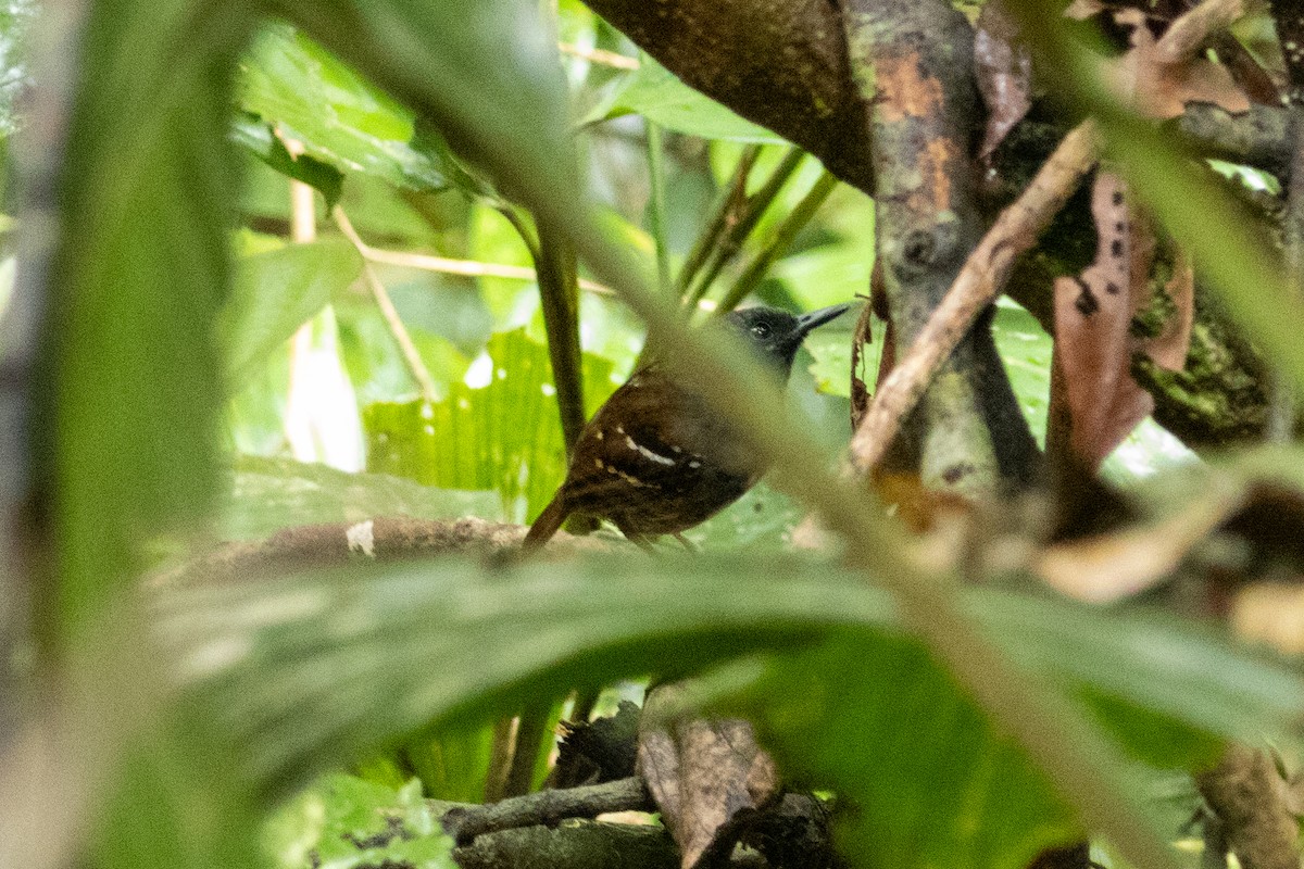 Zimmer's Antbird - ML628533291