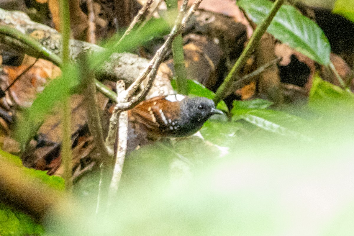 Zimmer's Antbird - ML628533293