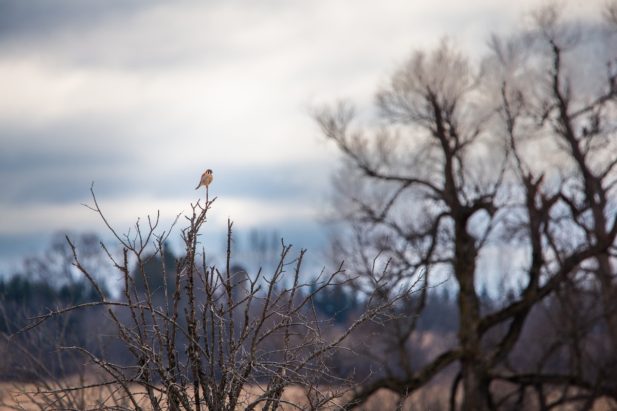 American Kestrel - ML628533526