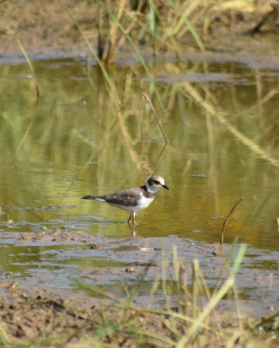 Little Ringed Plover - ML628533557