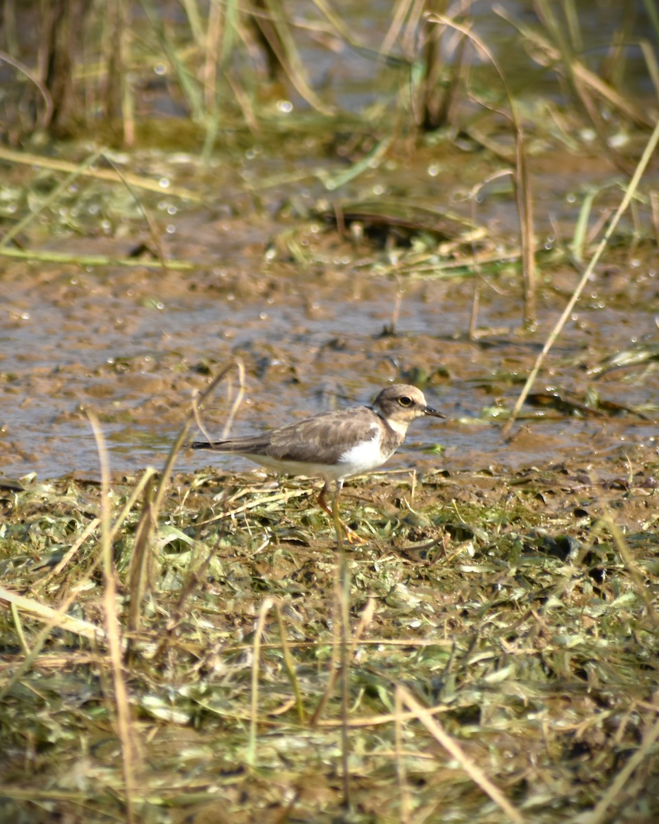 Little Ringed Plover - ML628533571