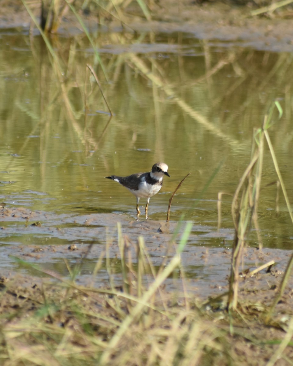 Little Ringed Plover - ML628533598