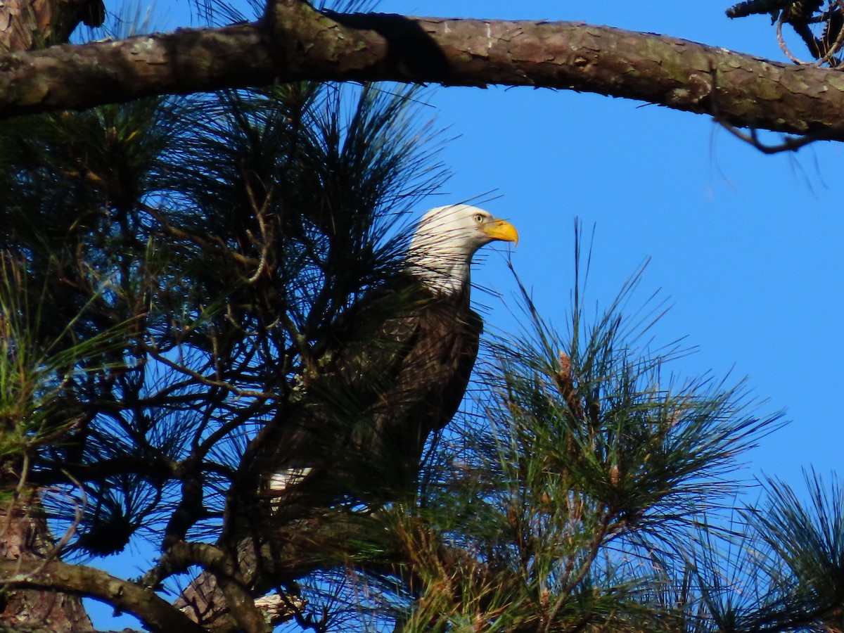 Bald Eagle - ML628533602