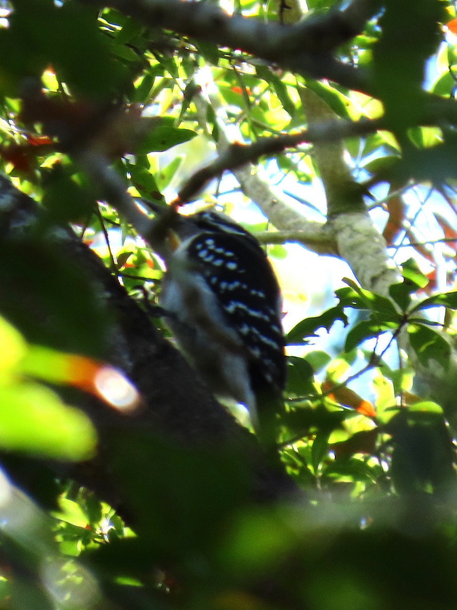 Hairy Woodpecker - ML628533627